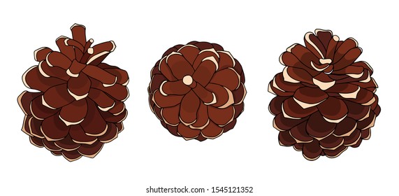Pine cone isolated on white background. New year object vector illustration