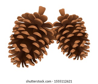 Pine cone isolated on white background