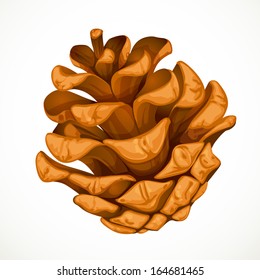Pine cone isolated on white background