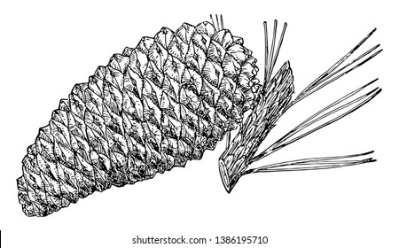 O cone de pinho de um Knobcone Pine tree, vintage linha de desenho ou gravura ilustração.