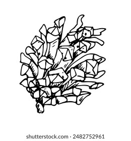 Kiefernzapfen. Line Art ist eine einfache handgezeichnete Illustration in schwarzer und weißer Tinte. Isoliertes EPS-Objekt der Vektorgrafik.