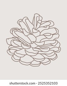 Pine cone. Line drawing. Black and white illustration. Vector