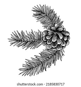 Pine cone and needles vintage vector illustration. Engraved forest collection. Great for greeting card design, xmas holiday decor