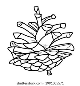 Pine cone object outline for coloring on white background