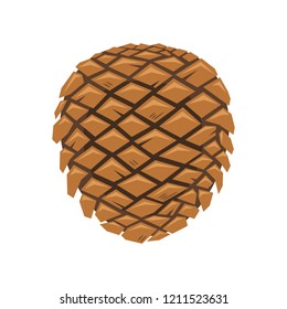 Pine cone on white background, vector illustration