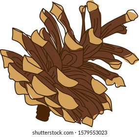 Pine cone on a white background. Isolated vector image