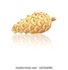Pine cone on a white background, vector 