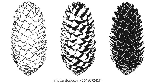 Pine cone outline, silhouette, stencil. Conifer, fir tree, cone botanical vector illustration, isolated on white background.