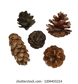 Pine cone pinecone set isolated on white background. Colorful hand drawn vector illustration.