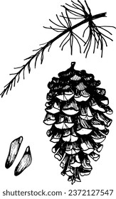 Pine cone, seeds and Christmas tree branch, botanical set. Hand drawn illustration.