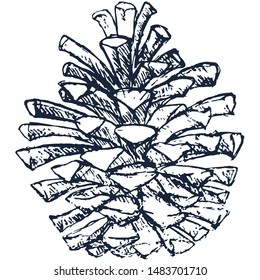 Pine cone set. Botanical hand drawn vector illustration. Isolated xmas pinecones. Engraved collection. Great for greeting cards, backgrounds, holiday decor