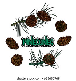 Pine cone set. Botanical hand drawn vector illustration. 