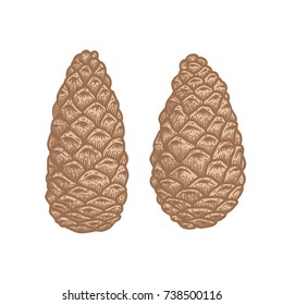 Pine cone set isolated on white background.Traditional Christmas decoration symbol for greeting card, poster, textile, banner, website.
