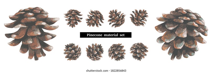 Pine cone set material. Watercolors