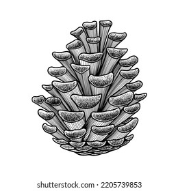 Pine Cone sketch engraving illustrations