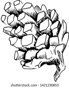 Pine cone sketch. Hand-drawn single pine cone, isolated on white background. Black vector illustration.