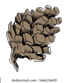 Pine cone sketch. Hand-drawn single brown pine cone, isolated on white background. Doodle vector illustration.