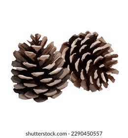 pine cone with style hand drawn digital painting illustration