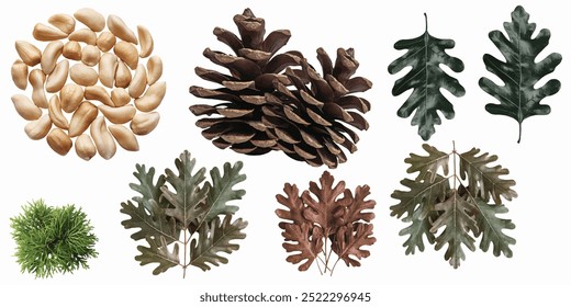 pine cone tree leaves oak isolated on white