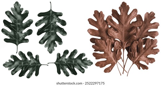 pine cone tree leaves oak isolated on white