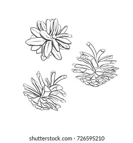 Pine cone . Vector hand drawn illustration. Isolated objects. Christmas cones set  in sketch style