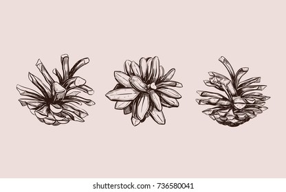 Pine Cone . Vector Hand Drawn Illustration. Isolated Objects. Christmas Cones Set  In Sketch Style. Fir-tree Cones