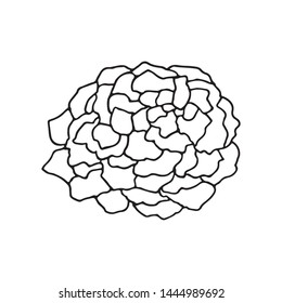 Pine cone vector illustration. Isolated Christmas pinecones.Elements for design of greeting cards, backgrounds, holiday decor.Silhouette designed for print, packing, booklet or poster.Engraved style. 