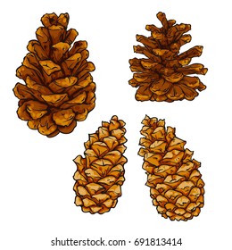 Pine cone vector illustration isolated on white background coniferous tree cones, set of cones