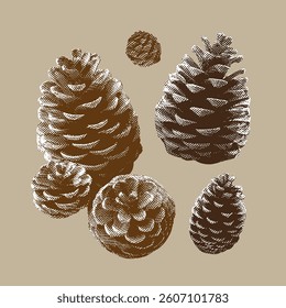 Pine cone vector, pine cone illustration, line drawing on beige background.