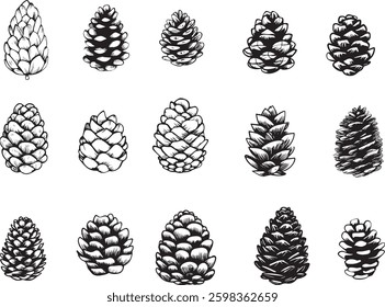 Pine Cone Vector Illustration Set, Isolated on White Background.