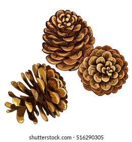 Pine cone vector illustration. set. coniferous tree cones.