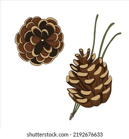 Pine cone vector illustration.Cone-view from above and side with a needle.
