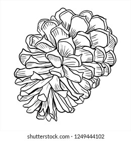 Pine cone vector,  sketch , line drawing