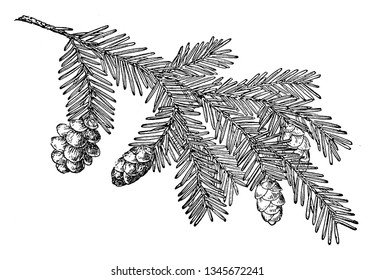 Pine cone of Western hemlock. It is a large tree usually grows 30 to 50 metres tall. It has a rather narrow crown and down-sweeping branches and delicate feathery foliage, vintage 