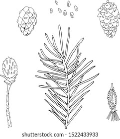 pine cones black and white