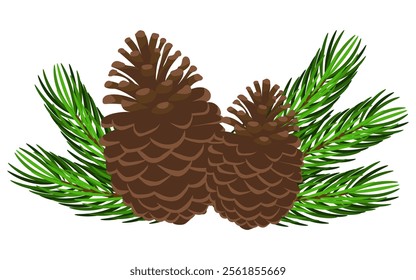 Pine cones with pine branches isolated on white background. Vector illustration