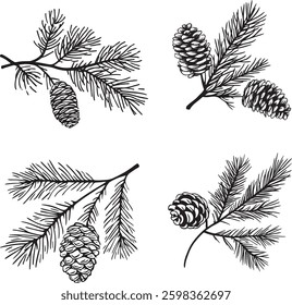 Pine Cones and Branches Vector Illustration on White Background.