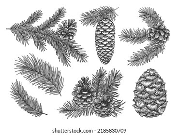 Ilustración vectorial vintage de conos de pino, cono de cedro y agujas de abeto. Colección forestal grabada. Ideal para el diseño de tarjetas de felicitación, decoración navideña