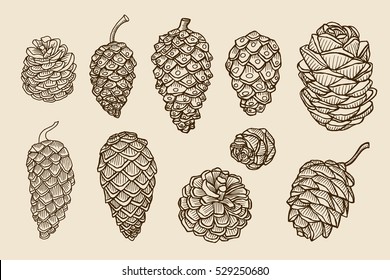 Pine Cones Of Cedar Spruce Fir Christmas Tree Pine Set. Hand-drawn Vector Illustration