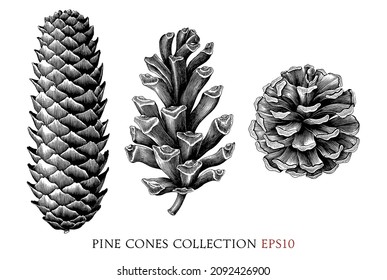 Pine cones collection hand draw vintage engraving style black and white clipart isolated on white background