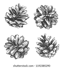 pine cones collection hand drawn vector illustration realistic sketch