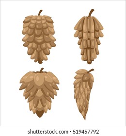 Pine Cones Collection Isolate Set Vector