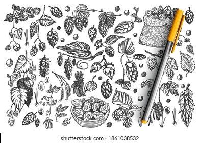 Pine cones doodle set collection