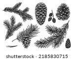 Pine cones and fir needles vintage vector illustration. Engraved forest collection. Great for greeting card design, xmas holiday decor