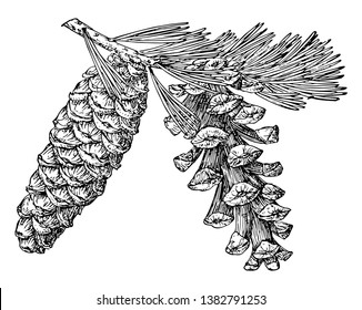 Pine Cones Of Foxtail Pine, Vintage Line Drawing Or Engraving Illustration.