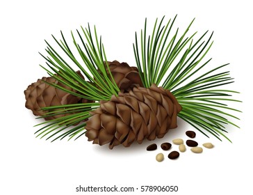 Pine cones with nuts and needles on white background. Vector illustration.