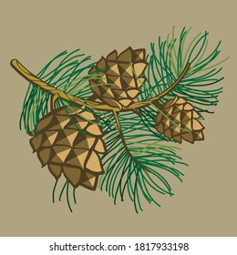 Pine cones on a branch with needles.