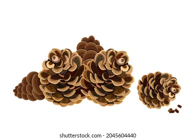 Pine cones. Pinecones isolated on white background.Open fir or cedar cones group.Conifer fruit.Coniferous tree brown cones. Pinecorn heap.Christmas or autumn holiday design element.Vector illustration