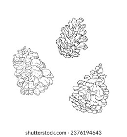 Pine cones, ripe cones drawing in ink. Hand drawn pencil drawing