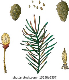 pine cones set colorized isolated on white 